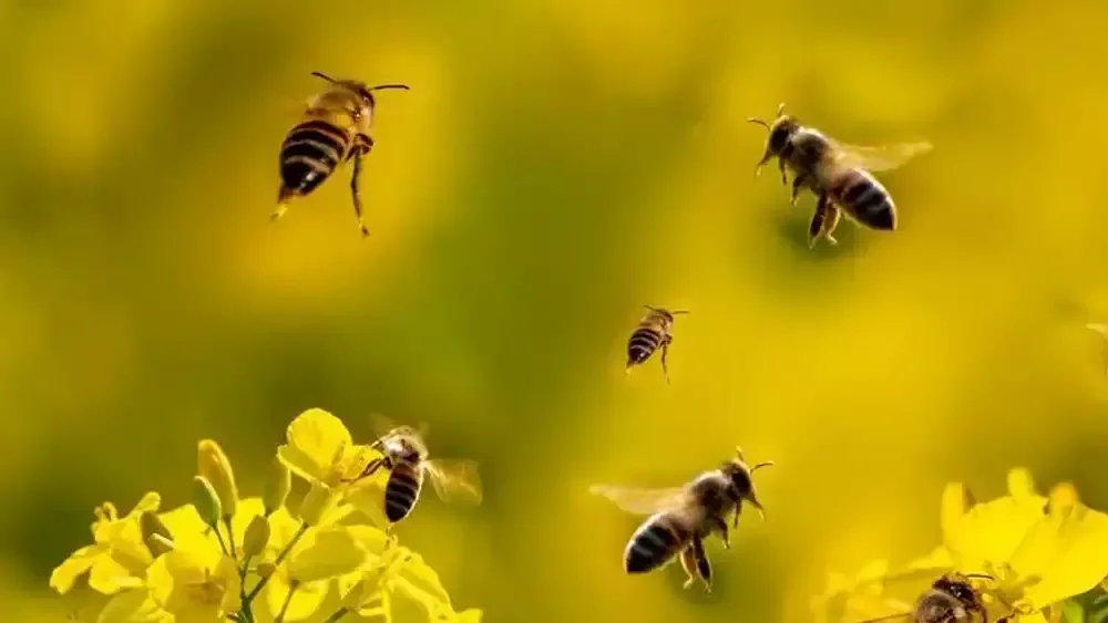 The Rhythm of the Hive